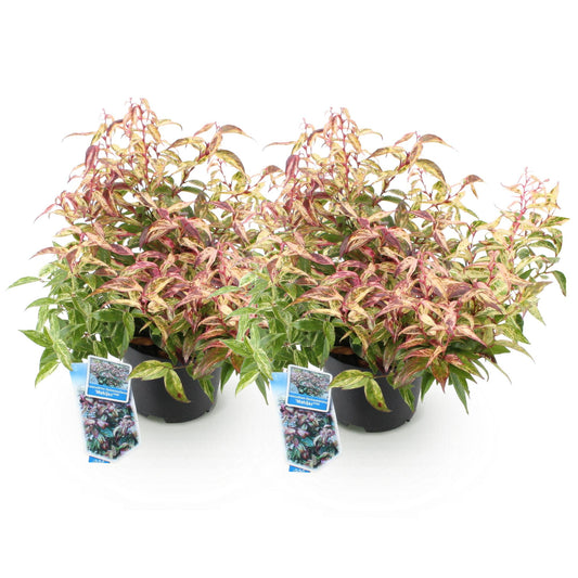 Tuinplant - Leucothoe Makijaz - 2 Planten - Weinig Onderhoud - Forestbloom