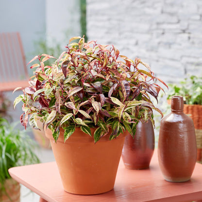 Tuinplant - Leucothoe Makijaz - 2 Planten - Weinig Onderhoud - Forestbloom