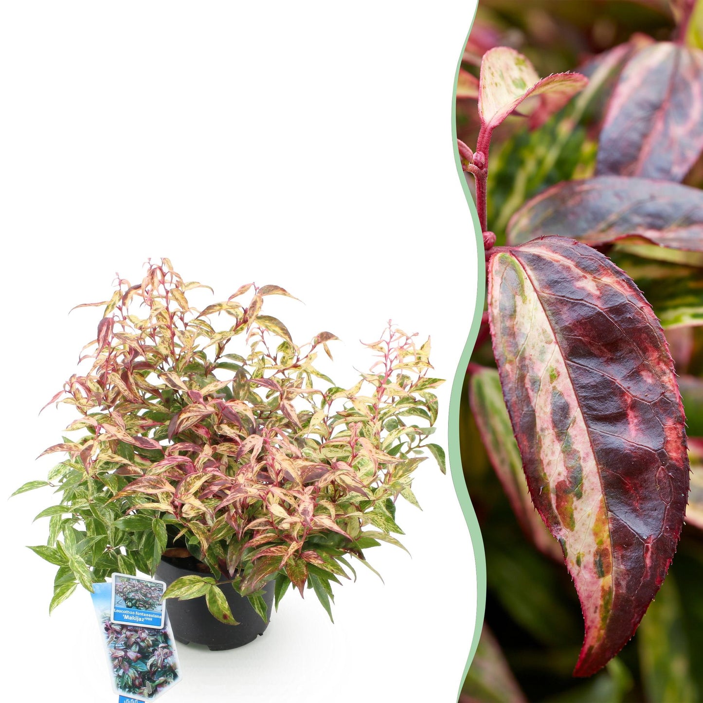 Tuinplant - Leucothoe Makijaz - Weinig Onderhoud - Forestbloom