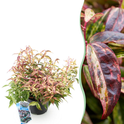 Tuinplant - Leucothoe Makijaz - Weinig Onderhoud - Forestbloom