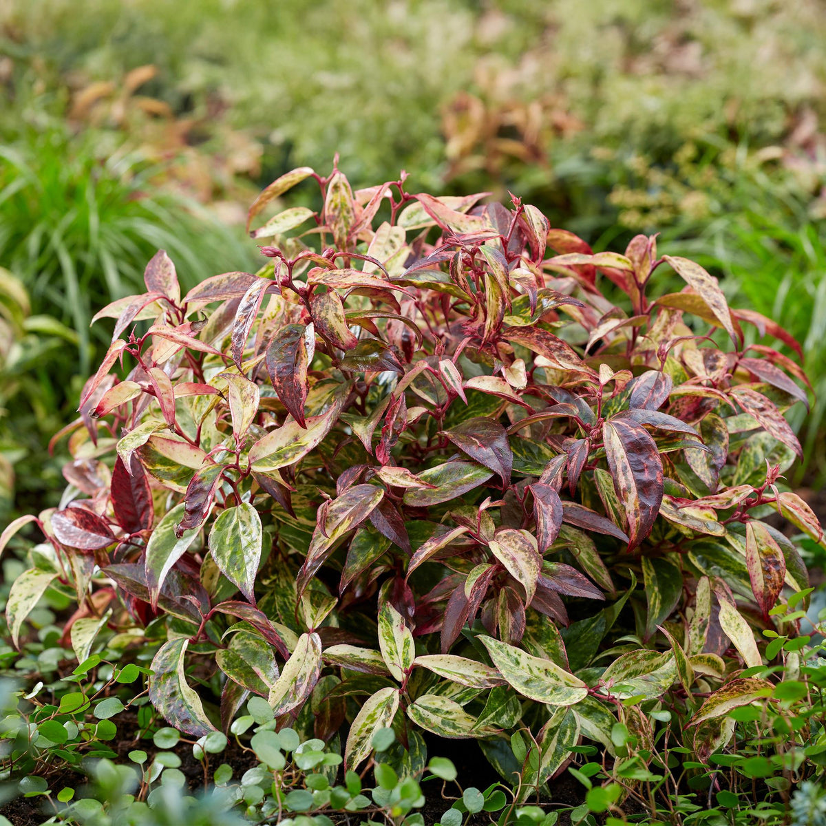 Tuinplant - Leucothoe Makijaz - Weinig Onderhoud - Forestbloom