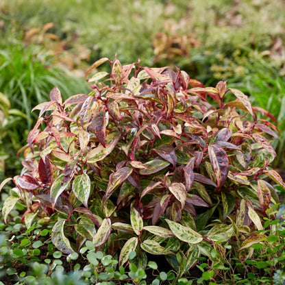 Tuinplant - Leucothoe Makijaz - Weinig Onderhoud - Forestbloom