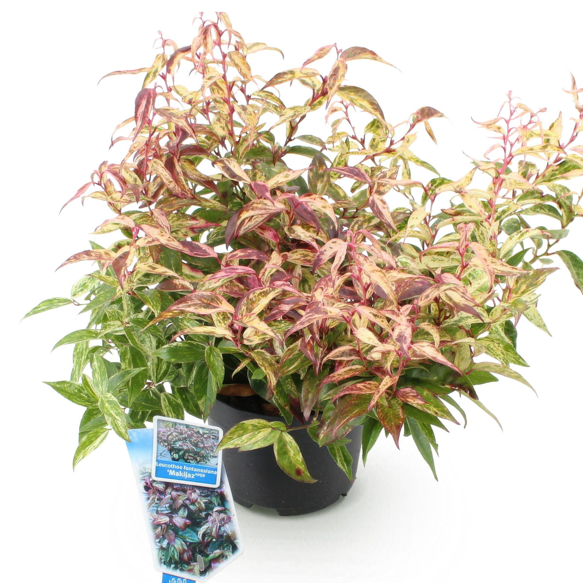 Tuinplant - Leucothoe Makijaz - Weinig Onderhoud - Forestbloom