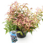 Tuinplant - Leucothoe Makijaz - Weinig Onderhoud - Forestbloom