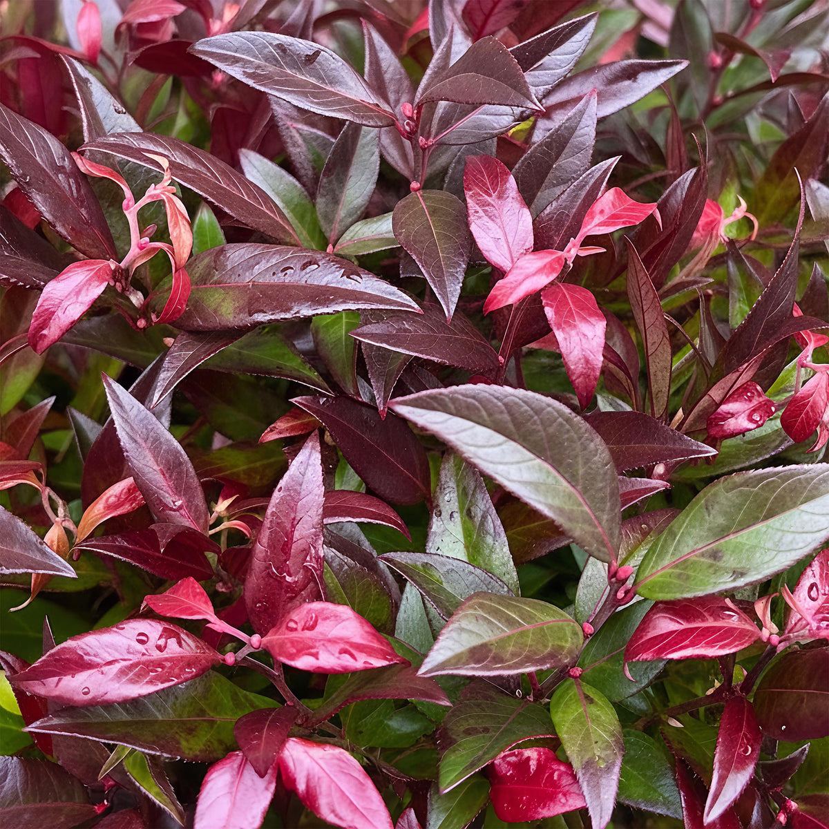 Tuinplant - Leucothoe Zeblid - 2 Planten - Weinig Onderhoud - Forestbloom