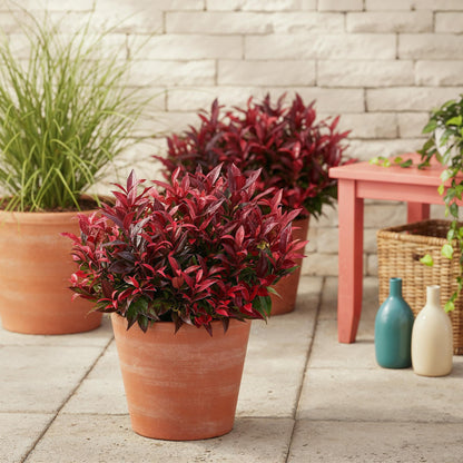 Tuinplant - Leucothoe Zeblid - 2 Planten - Weinig Onderhoud - Forestbloom