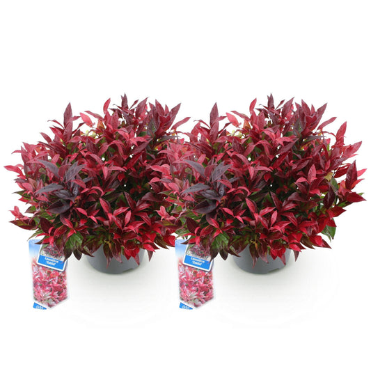 Tuinplant - Leucothoe Zeblid - 2 Planten - Weinig Onderhoud - Forestbloom