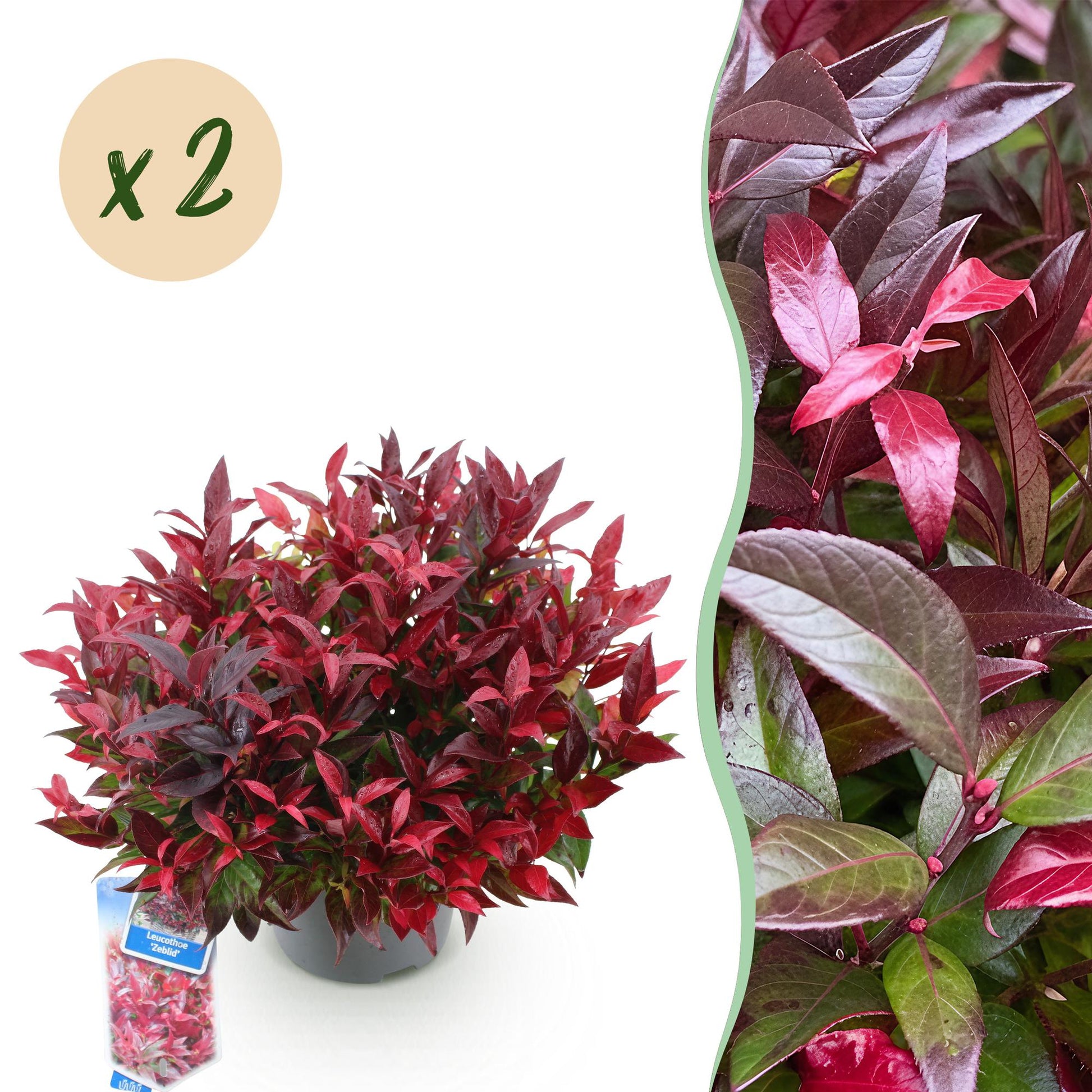 Tuinplant - Leucothoe Zeblid - 2 Planten - Weinig Onderhoud - Forestbloom