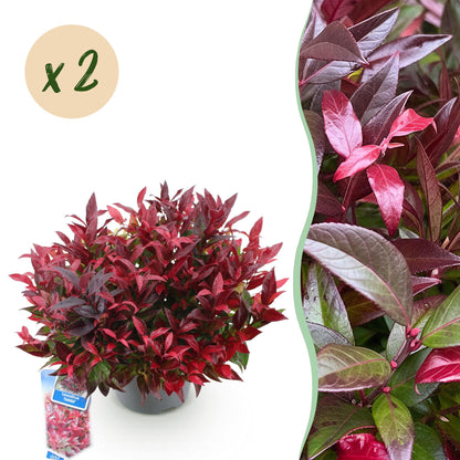 Tuinplant - Leucothoe Zeblid - 2 Planten - Weinig Onderhoud - Forestbloom