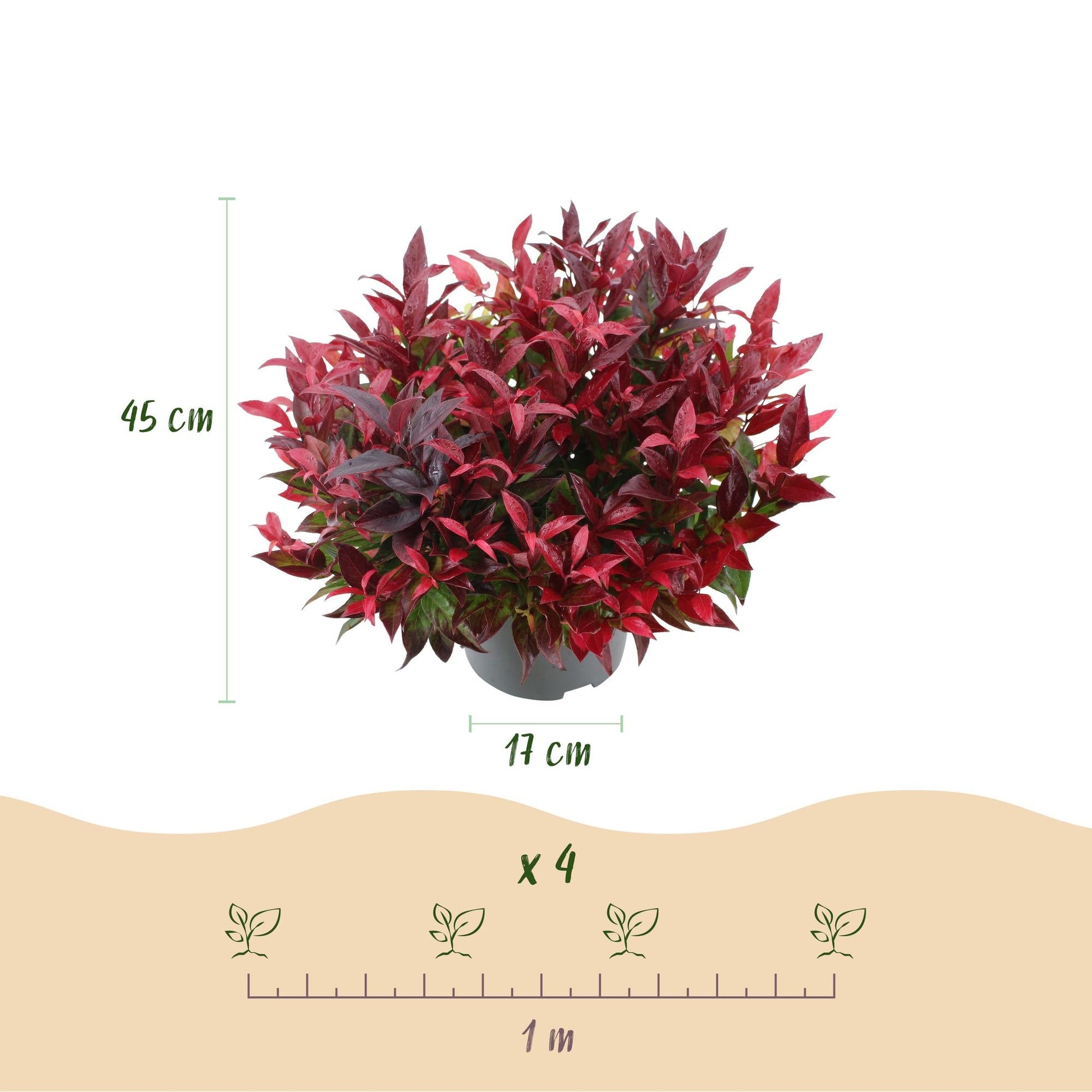 Tuinplant - Leucothoe Zeblid - 2 Planten - Weinig Onderhoud - Forestbloom