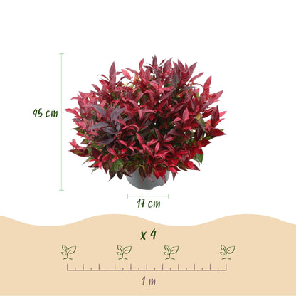 Tuinplant - Leucothoe Zeblid - 2 Planten - Weinig Onderhoud - Forestbloom