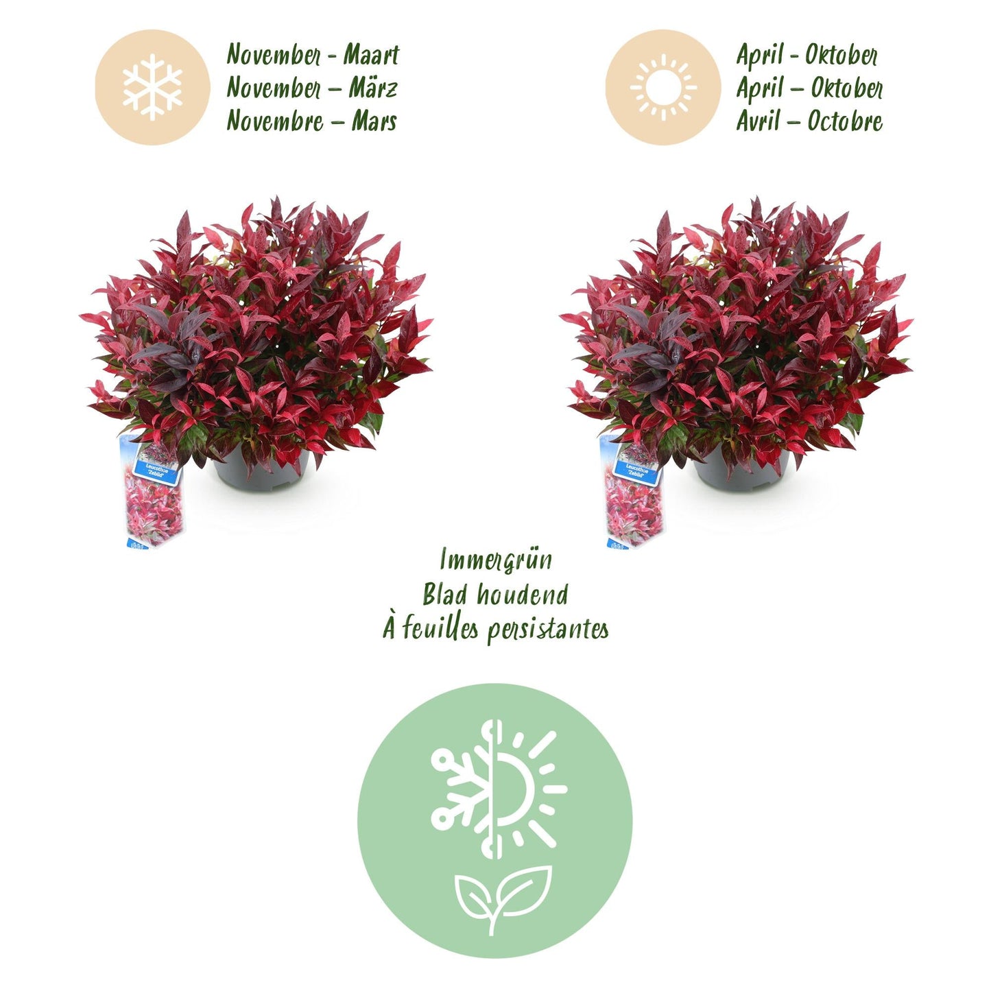 Tuinplant - Leucothoe Zeblid - 2 Planten - Weinig Onderhoud - Forestbloom