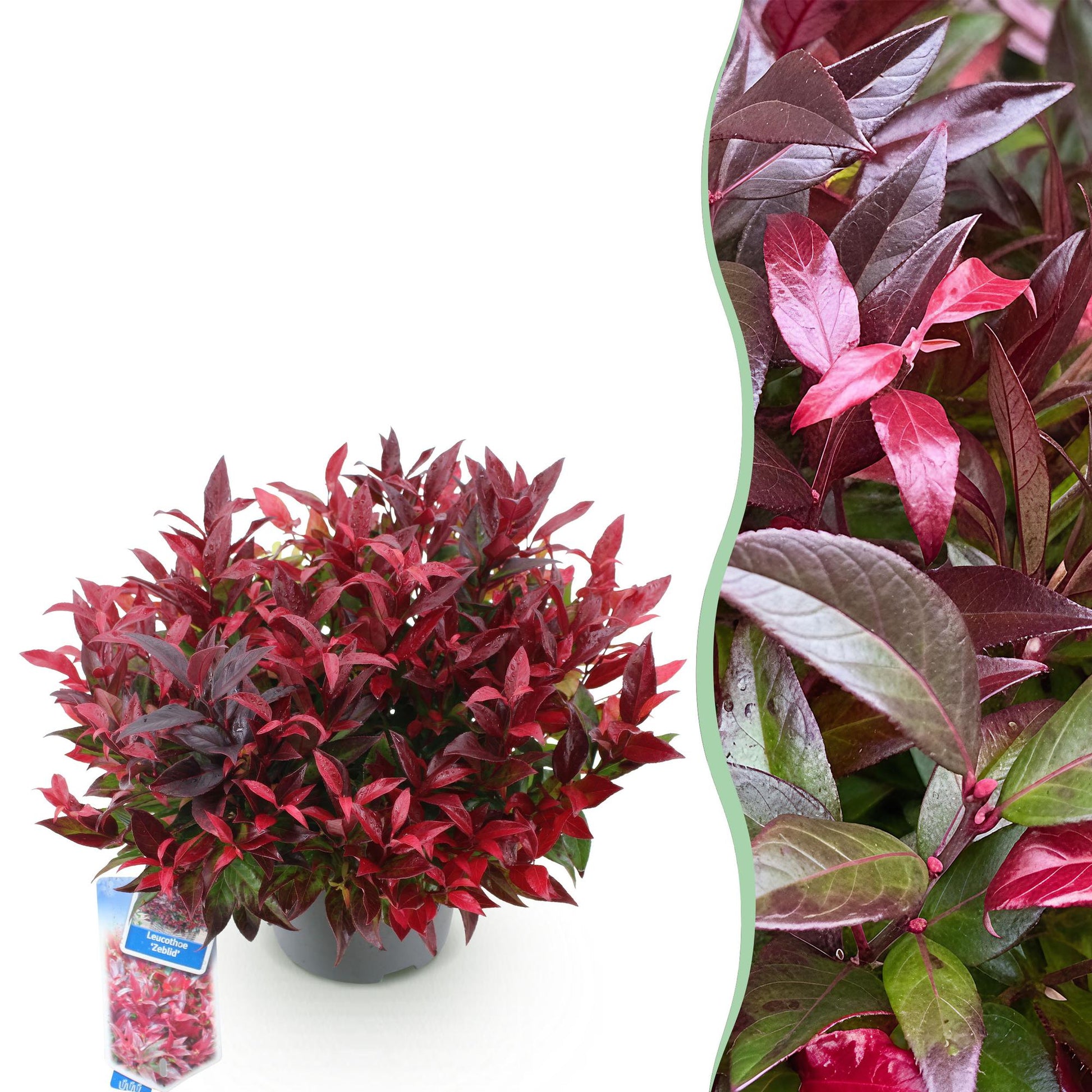 Tuinplant - Leucothoe Zeblid - Weinig Onderhoud - Forestbloom