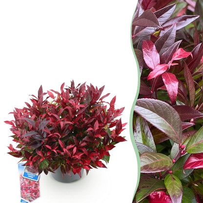 Tuinplant - Leucothoe Zeblid - Weinig Onderhoud - Forestbloom