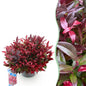 Tuinplant - Leucothoe Zeblid - Weinig Onderhoud - Forestbloom