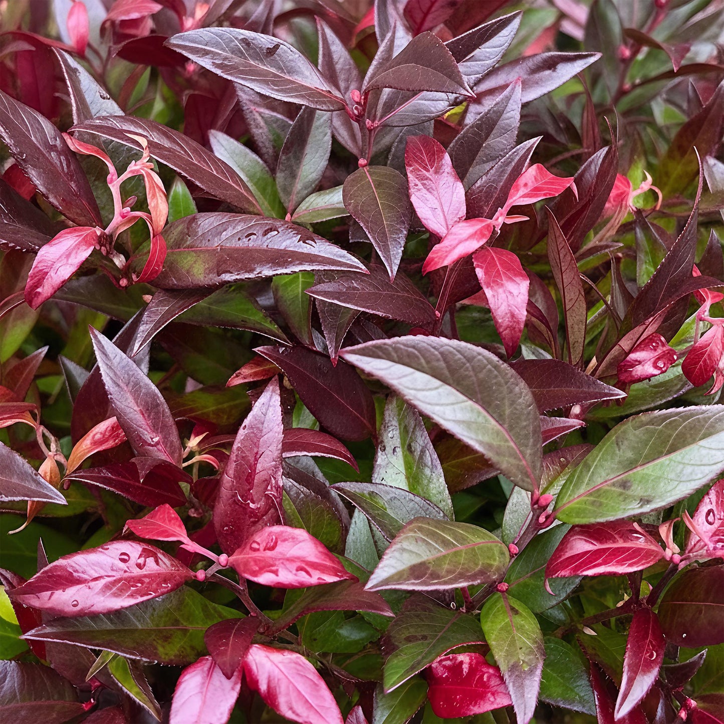 Tuinplant - Leucothoe Zeblid - Weinig Onderhoud - Forestbloom