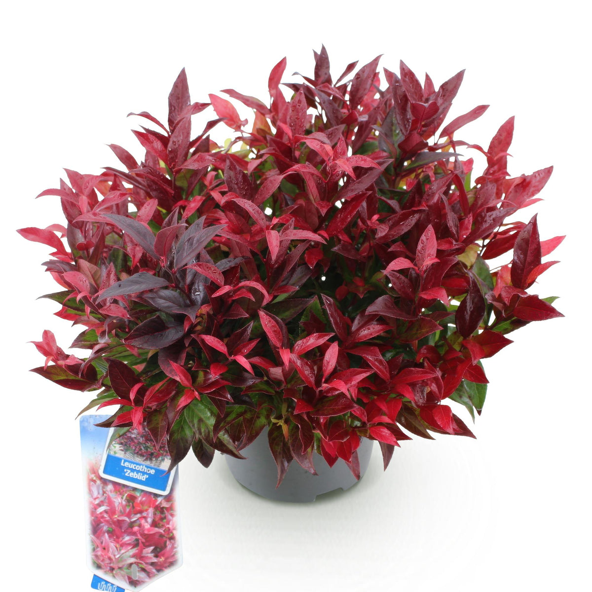 Tuinplant - Leucothoe Zeblid - Weinig Onderhoud - Forestbloom