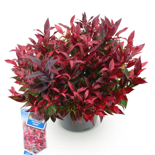 Tuinplant - Leucothoe Zeblid - Weinig Onderhoud - Forestbloom