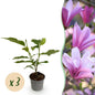 Tuinplant - Magnolia Betty - 3 Planten - Weinig Onderhoud - Forestbloom