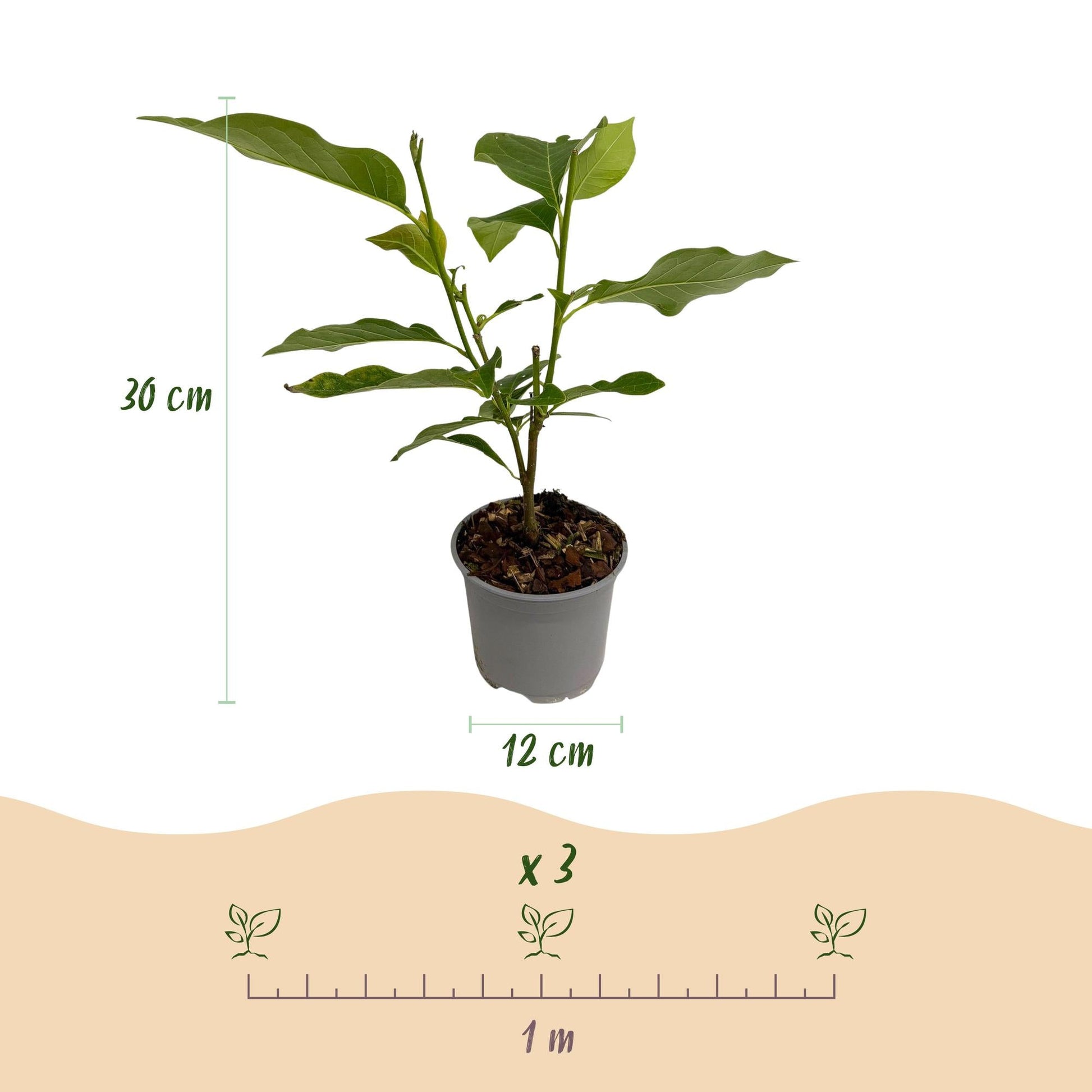 Tuinplant - Magnolia Betty - Weinig Onderhoud - Forestbloom