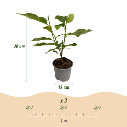 Tuinplant - Magnolia Betty - Weinig Onderhoud - Forestbloom