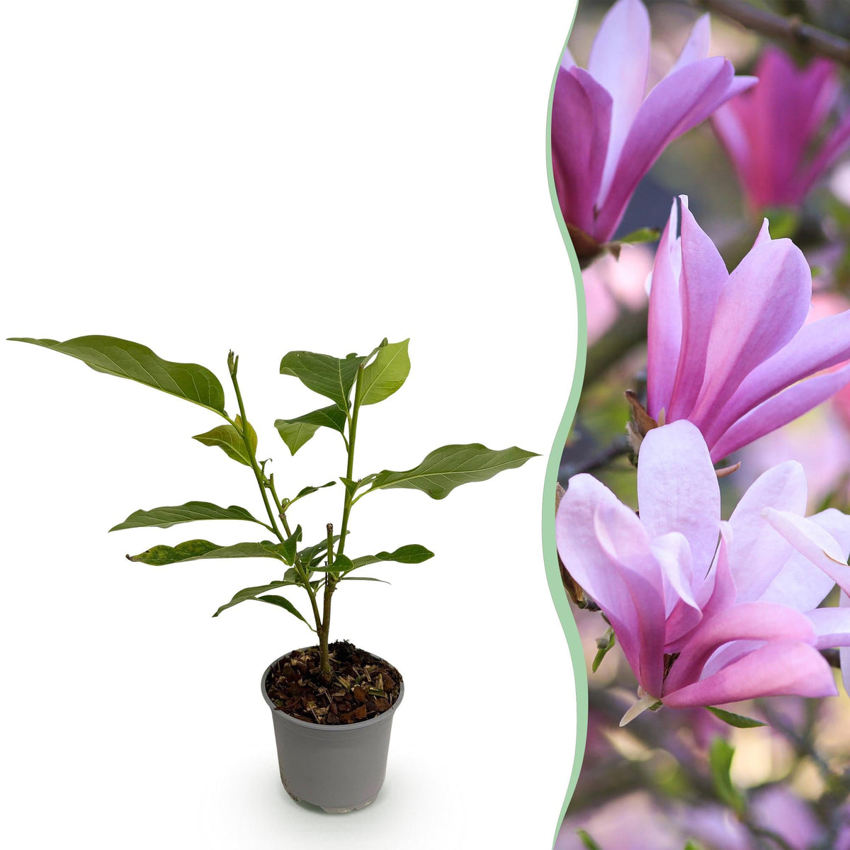 Tuinplant - Magnolia Betty - Weinig Onderhoud - Forestbloom