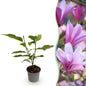 Tuinplant - Magnolia Betty - Weinig Onderhoud - Forestbloom