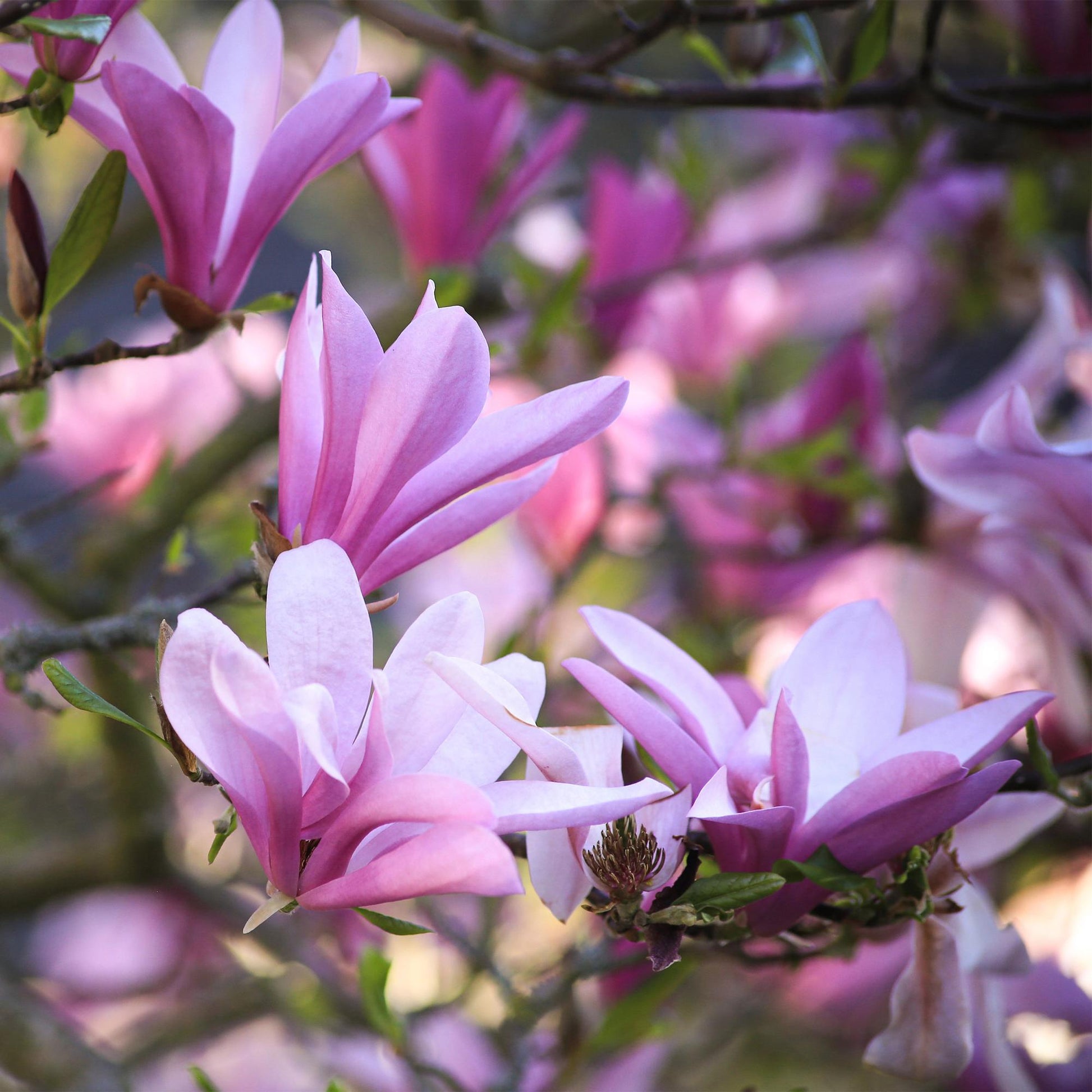 Tuinplant - Magnolia Betty - Weinig Onderhoud - Forestbloom