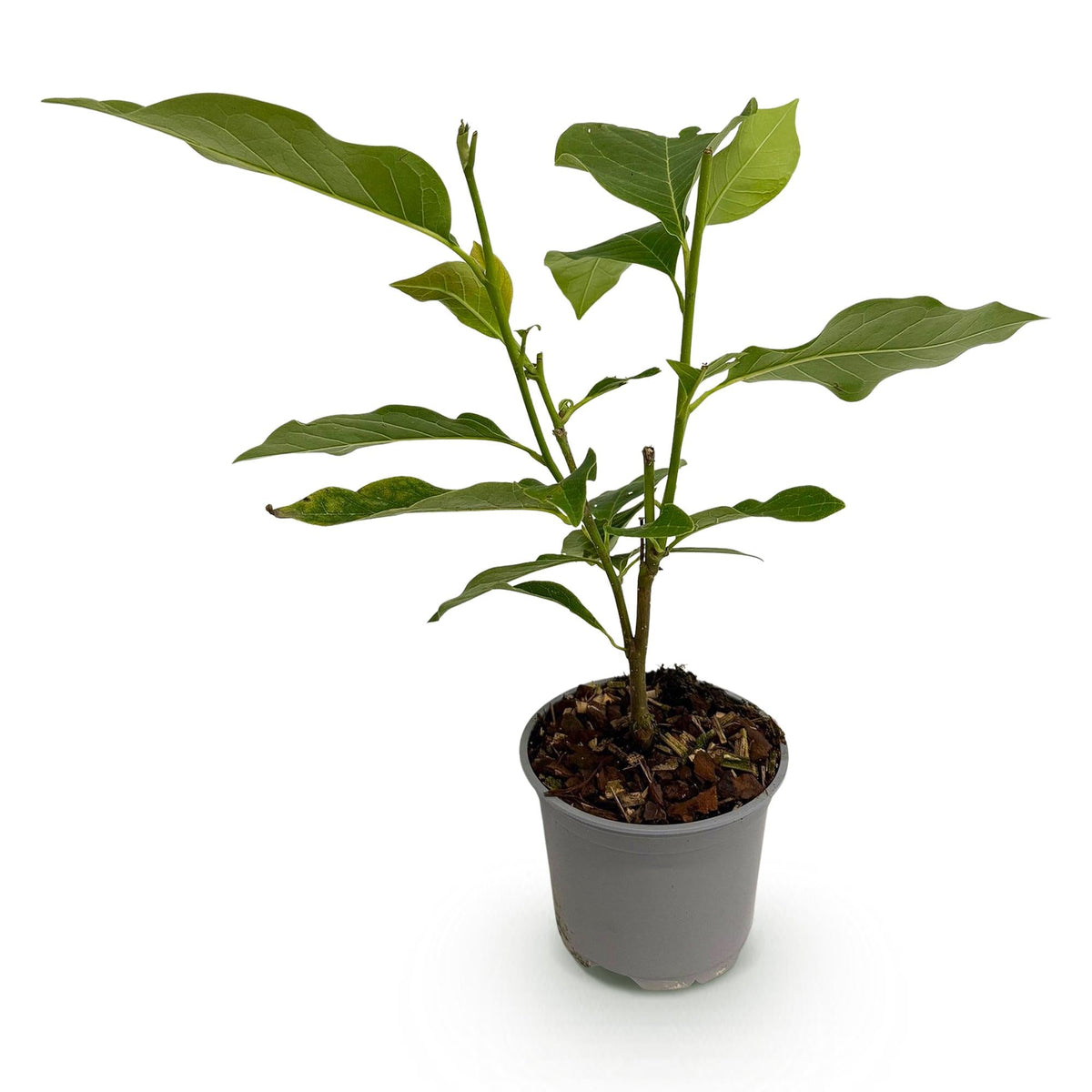 Tuinplant - Magnolia Betty - Weinig Onderhoud - Forestbloom