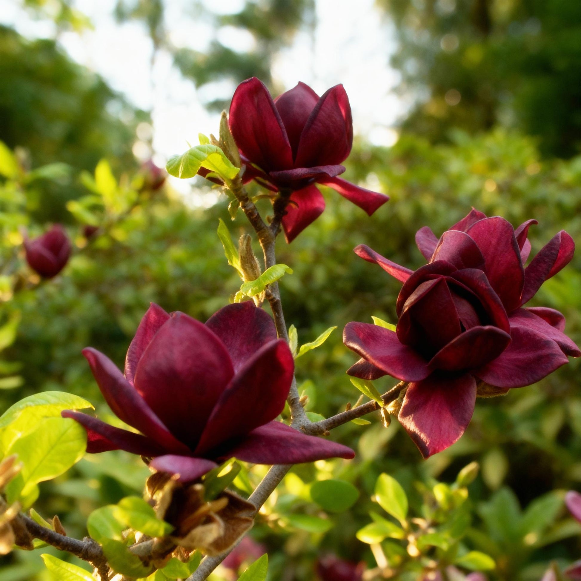 Tuinplant - Magnolia Genie - 3 Planten - Weinig Onderhoud - Forestbloom
