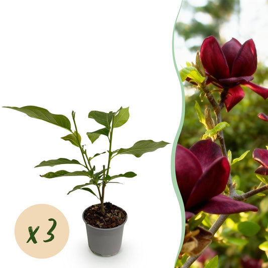 Tuinplant - Magnolia Genie - 3 Planten - Weinig Onderhoud - Forestbloom
