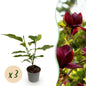 Tuinplant - Magnolia Genie - 3 Planten - Weinig Onderhoud - Forestbloom