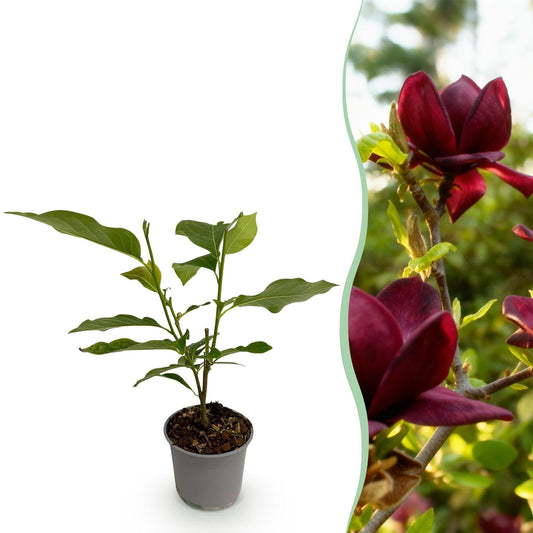 Tuinplant - Magnolia Genie - Weinig Onderhoud - Forestbloom