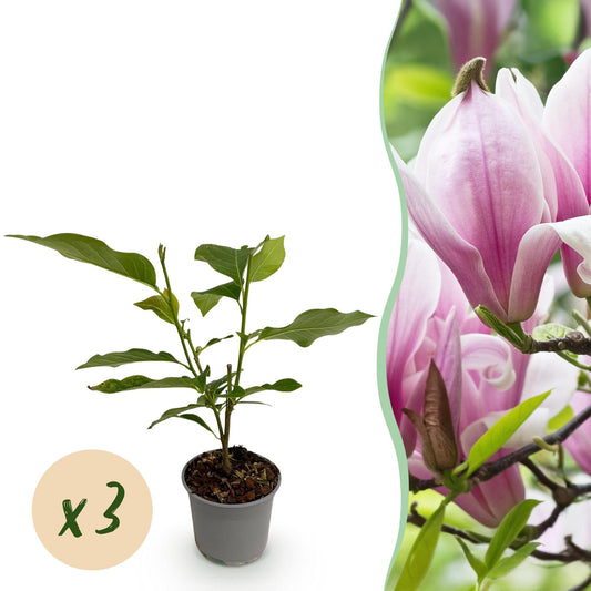 Tuinplant - Magnolia George Henry Kern - 3 Planten - Weinig Onderhoud - Forestbloom