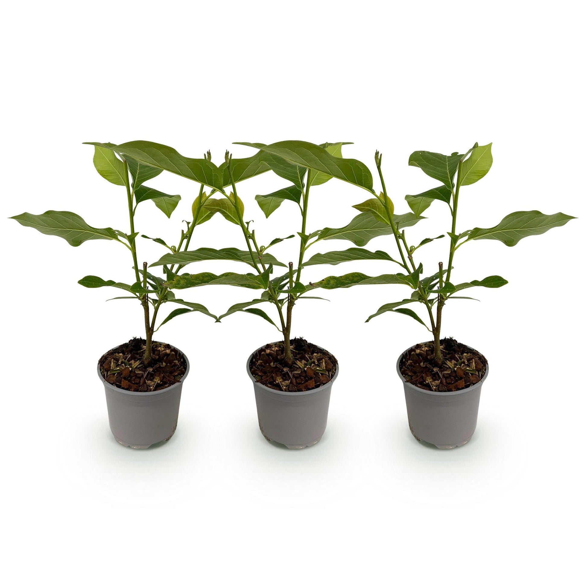 Tuinplant - Magnolia George Henry Kern - 3 Planten - Weinig Onderhoud - Forestbloom