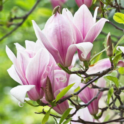 Tuinplant - Magnolia George Henry Kern - 3 Planten - Weinig Onderhoud - Forestbloom