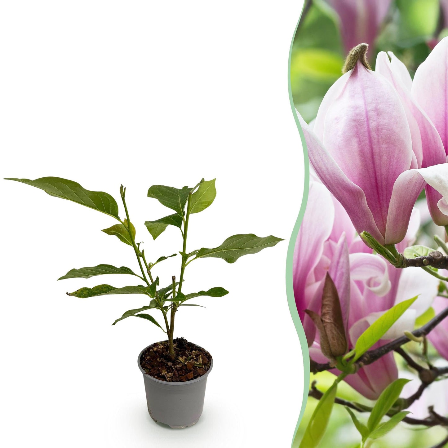 Tuinplant - Magnolia George Henry Kern - Weinig Onderhoud - Forestbloom