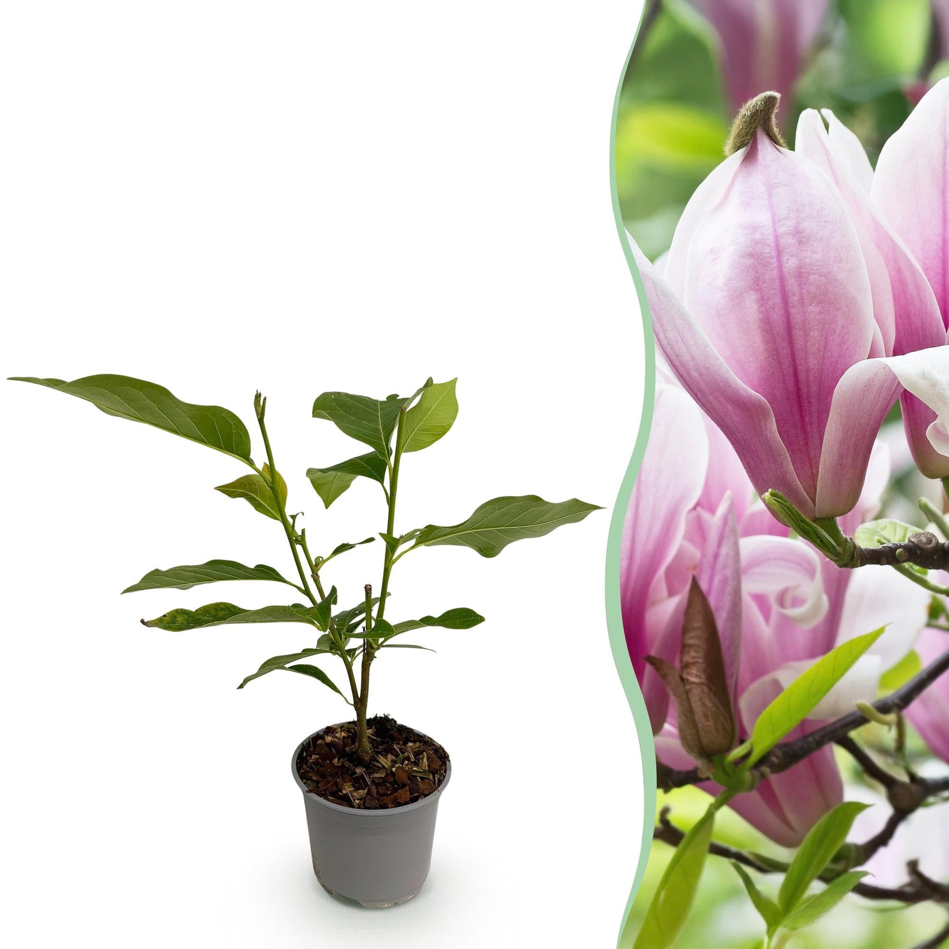 Tuinplant - Magnolia George Henry Kern - Weinig Onderhoud - Forestbloom