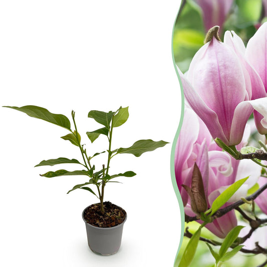 Tuinplant - Magnolia George Henry Kern - Weinig Onderhoud - Forestbloom