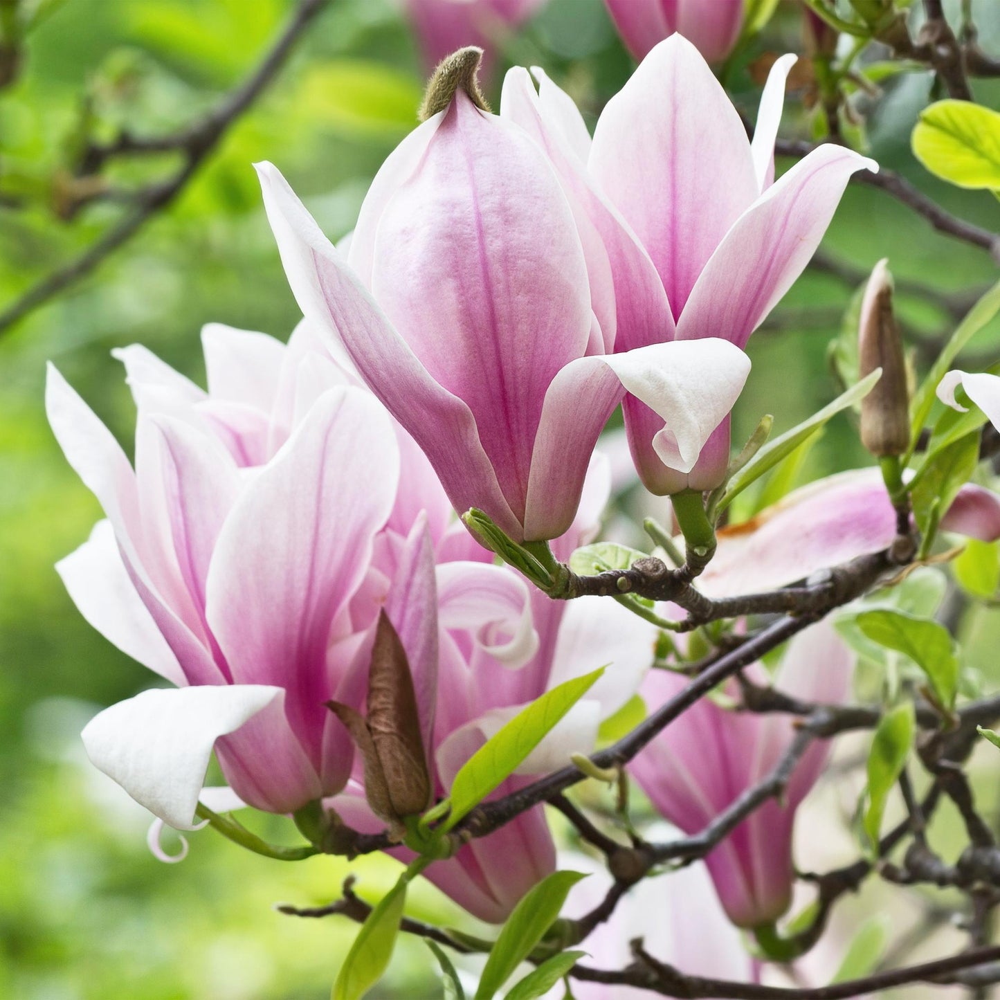 Tuinplant - Magnolia George Henry Kern - Weinig Onderhoud - Forestbloom