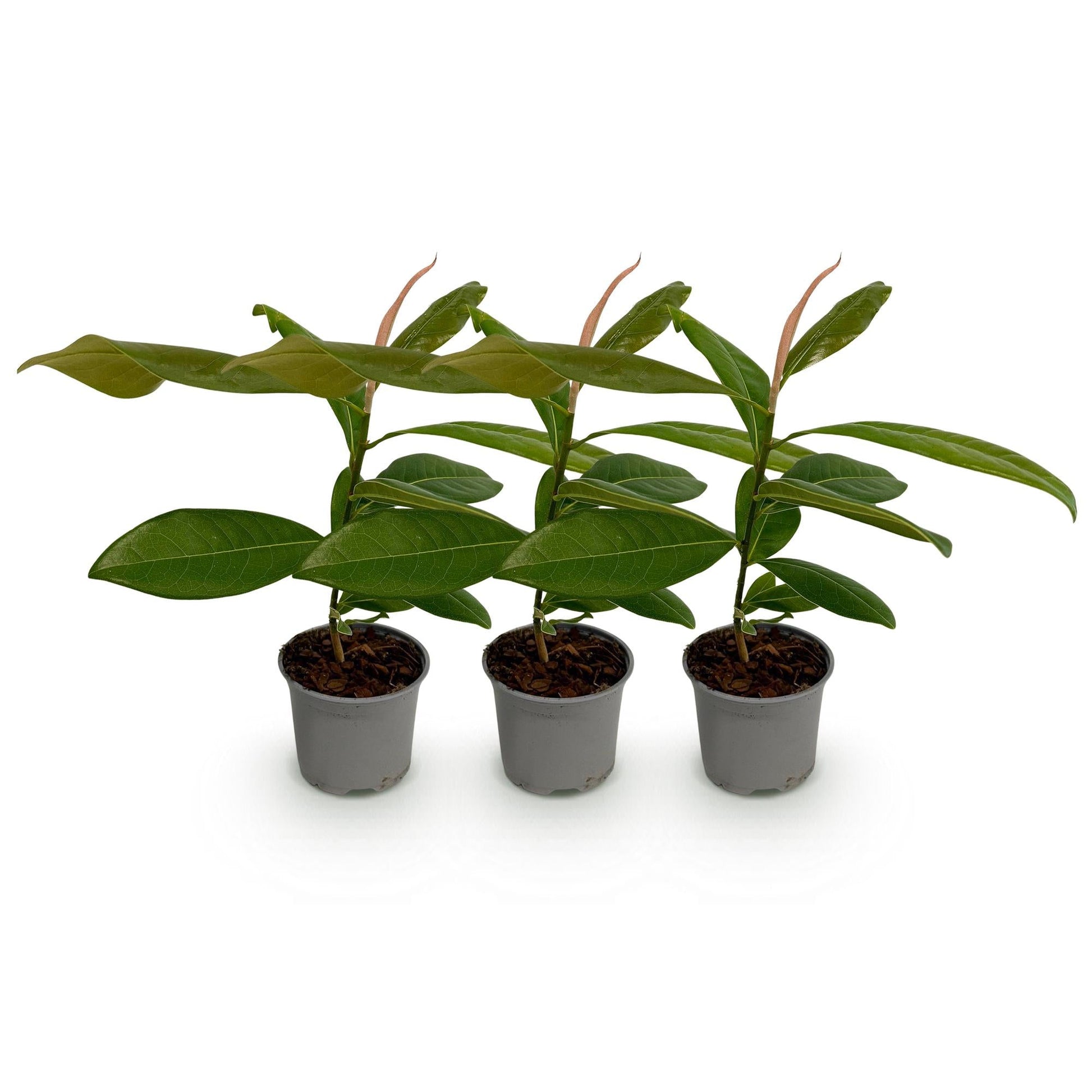 Tuinplant - Magnolia grandiflora - 3 Planten - Weinig Onderhoud - Forestbloom