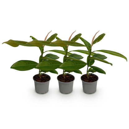 Tuinplant - Magnolia grandiflora - 3 Planten - Weinig Onderhoud - Forestbloom