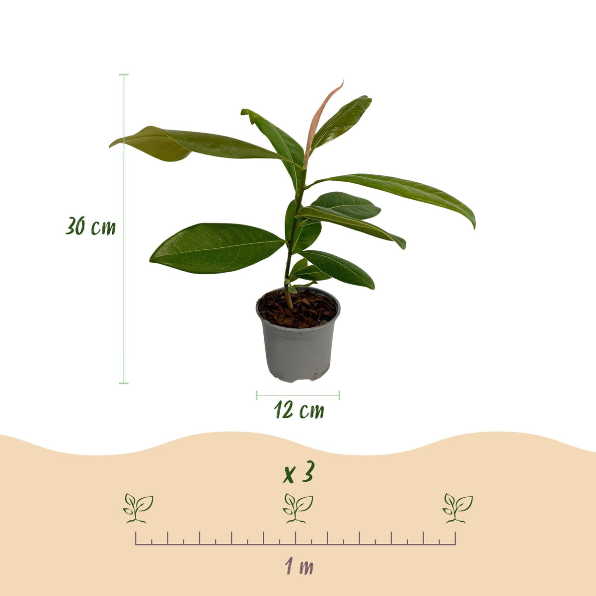 Tuinplant - Magnolia grandiflora - 3 Planten - Weinig Onderhoud - Forestbloom