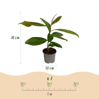 Tuinplant - Magnolia grandiflora - 3 Planten - Weinig Onderhoud - Forestbloom