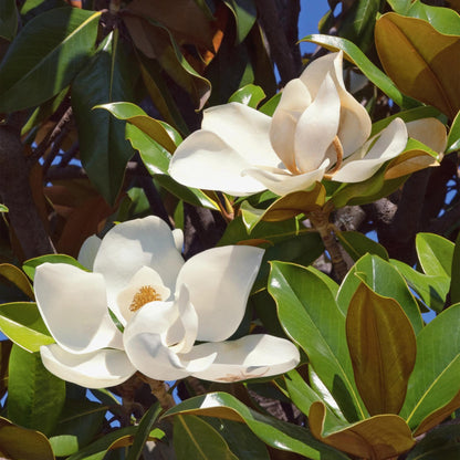 Tuinplant - Magnolia grandiflora - 3 Planten - Weinig Onderhoud - Forestbloom