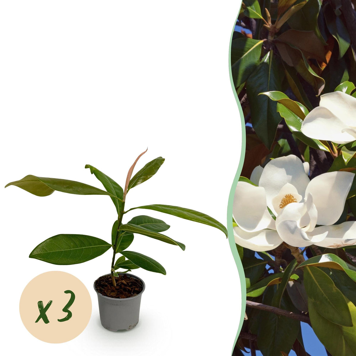 Tuinplant - Magnolia grandiflora - 3 Planten - Weinig Onderhoud - Forestbloom