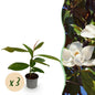 Tuinplant - Magnolia grandiflora - 3 Planten - Weinig Onderhoud - Forestbloom