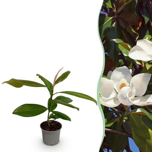 Tuinplant - Magnolia Grandiflora - Weinig Onderhoud - Forestbloom