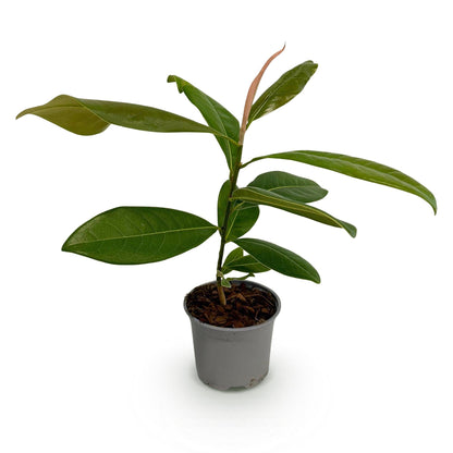Tuinplant - Magnolia Grandiflora - Weinig Onderhoud - Forestbloom