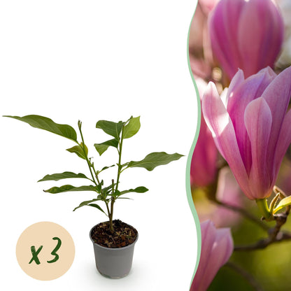 Tuinplant - Magnolia Heaven Scent - 3 Planten - Weinig Onderhoud - Forestbloom